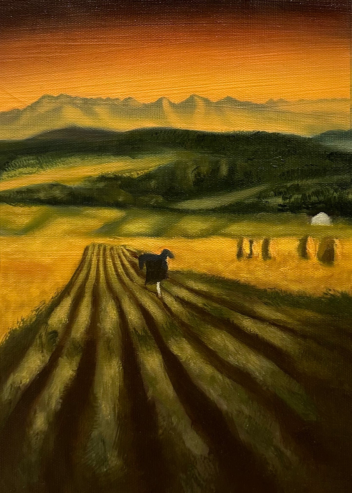 Wheat sunset